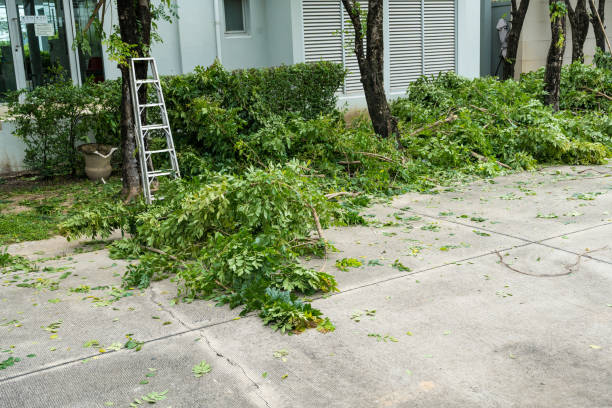 How Our Tree Care Process Works  in  Luna Pier, MI